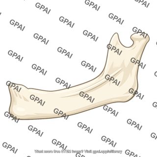 Mandible