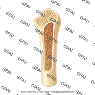 Humerus anterior section