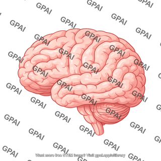 Brain lateral baby 684