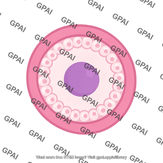 Follicle 1 primary