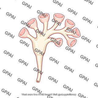 Pelvicalyceal system