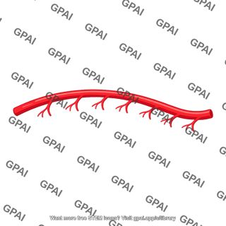 Right gastro omental artery