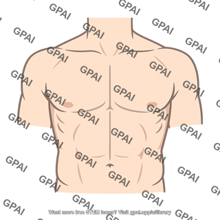 Chest