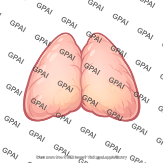 Thymus large