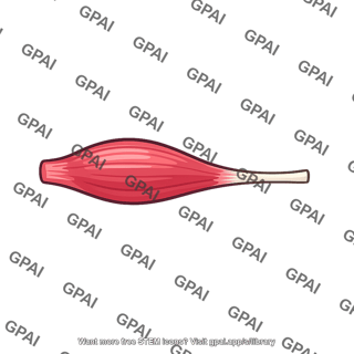 Flexor digiti minimi brevis muscle