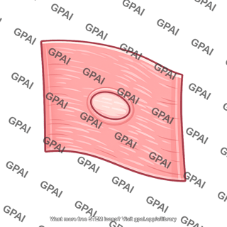 Interatrial septum