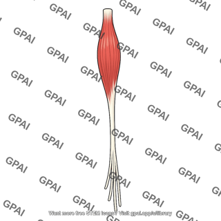Flexor digitorum longus