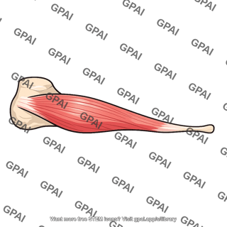 Abductor digiti minimi foot