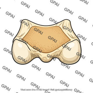 Popliteal surface of femur