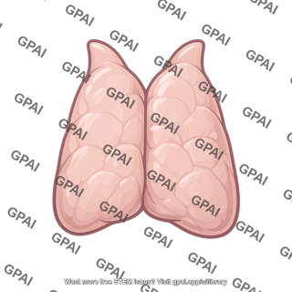 Thymus