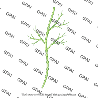 Branching tubular structure