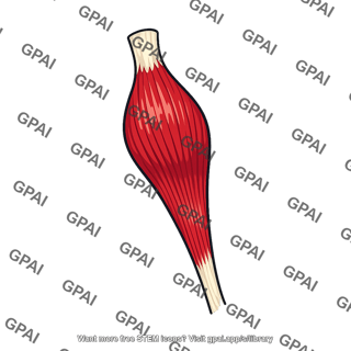 Biceps brachii short head