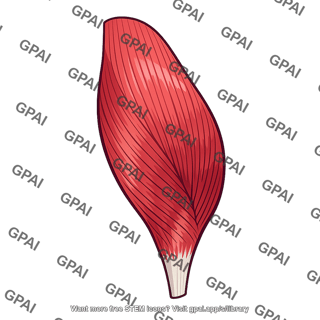 Vastus medialis