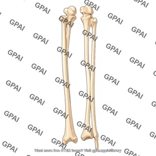 Radius and ulna
