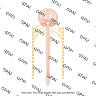 Sympathetic nervous system schematic 1