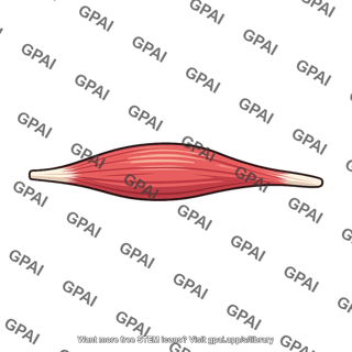 Fusiform muscle