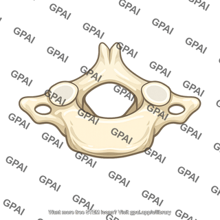 Vertebra c5