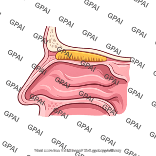 Olfactory region of nasal cavity