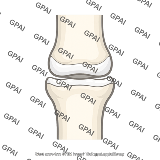 Interphalangeal joint hand