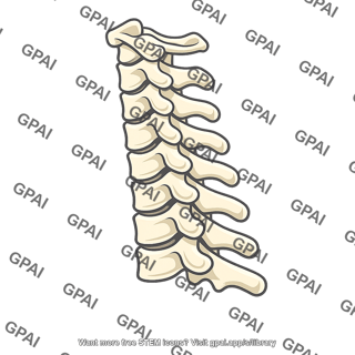Cervical vertebrae