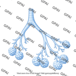 Respiratory tree cross section 2