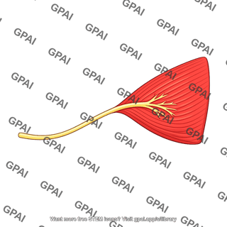 Masseteric nerve