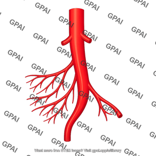 Superior mesenteric artery