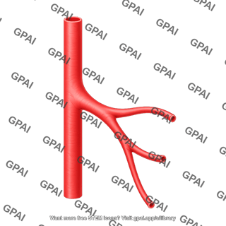 Vessel generic branching 1 arteriole 2