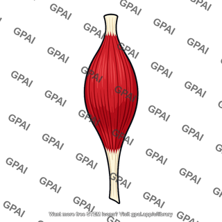 Short head biceps brachii