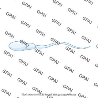 Spermatozoon