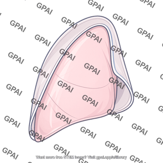 Pleura