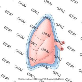 Lung pleura right