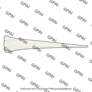 Digit fibrous extension