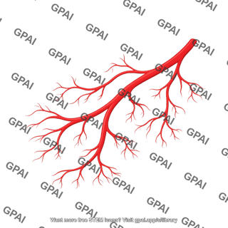 Arteries angiogenesis