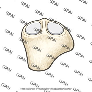 Head of rib two facets