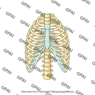 Rib cage male