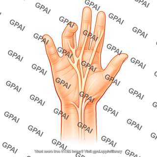 Hand wrist palmar view
