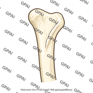 Distal humerus
