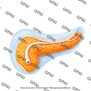 Pancreas visceral peritoneum