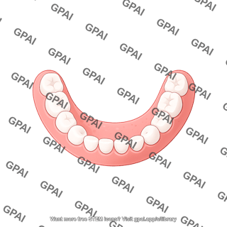 Dentition primary lower schematic