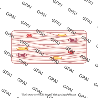 Dense connective tissue