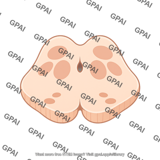 Brainstem midbrain superior colliculus