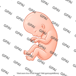 Human fetus week 10