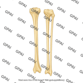 Tibia and fibula posterior