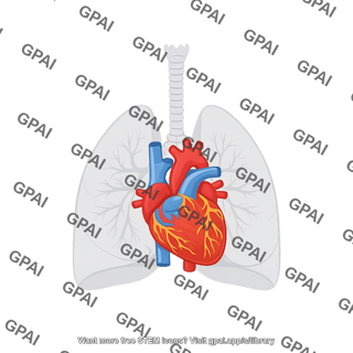 Heart and lungs