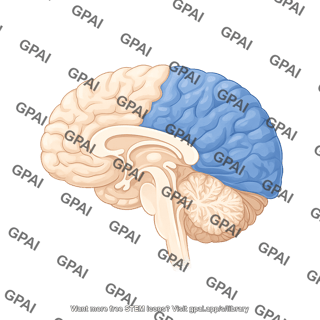 Brain sagittal cut parietal lobe