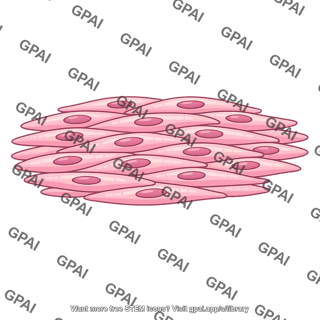 Smooth muscle