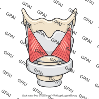 Cricothyroid muscle