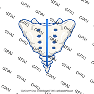 Human pelvis