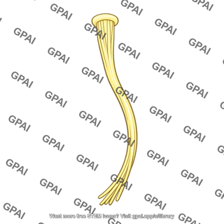 Sacral nerve root